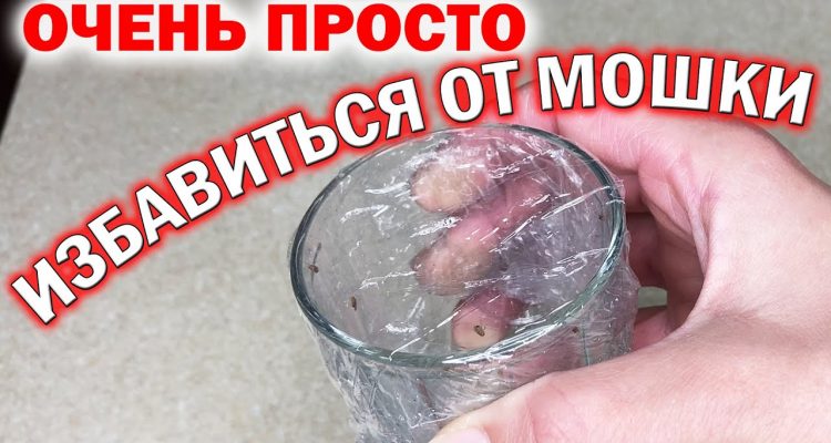 Как избавиться от мелких мошек в квартире - быстро и эффективно