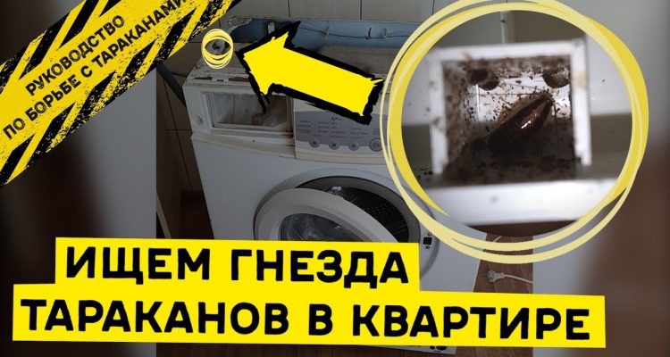 Какие виды тараканов могут поселиться в вашей квартире